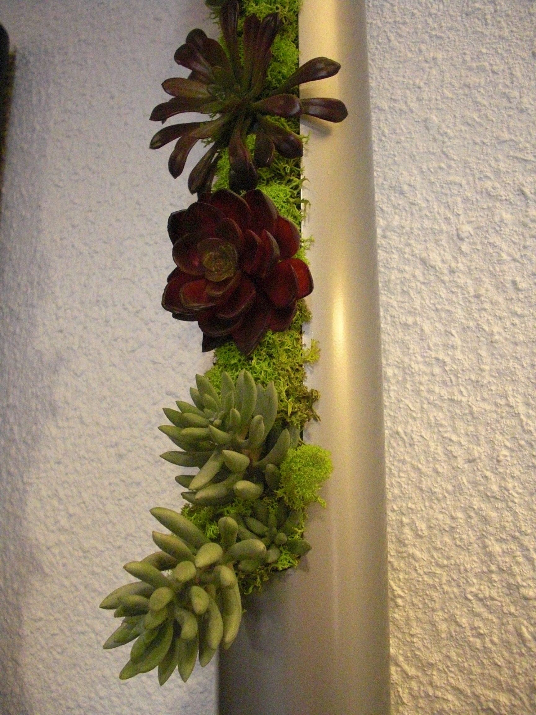 plants